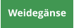 Weidegänse